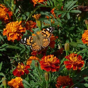 The Old Farmer's Almanac Marigold Seeds (Petite Mixture) - Approx 200 Flower Seeds - Premium Non-GMO, Open Pollinated, USA Origin