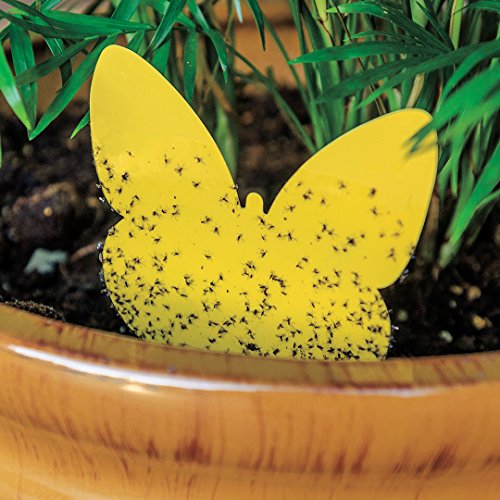 Gardens Alive! Pot Stickers for Small Flying Insects (Pkg of 10)