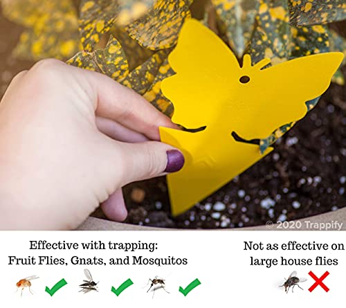 Trappify Sticky Fly Traps for Home Pest Control - Fly, Gnats and Other Flying Insects Killer with Extra Sticky Adhesive Disposable Fly and Bug Catcher - 24 Traps
