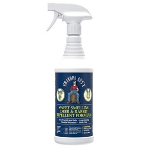 grandpa gus’s deer & rabbit repellent ready-to-use spray, protects garden & yard, sweet smelling formula with natural essential oils, weather-resistant stink-free long-lasting scent (32oz)