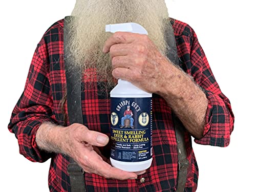 Grandpa Gus's Deer & Rabbit Repellent Ready-to-Use Spray, Protects Garden & Yard, Sweet Smelling Formula with Natural Essential Oils, Weather-Resistant Stink-Free Long-Lasting Scent (32oz)