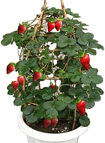 S-pone 250+ Red Climbing Strawberry Seeds Everbearing Fruit Plant Home Garden Sweet and Delicious