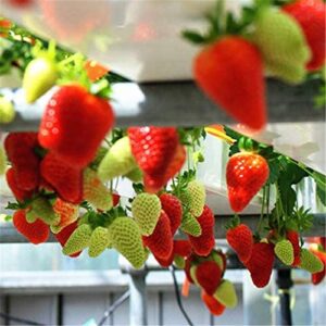 S-pone 250+ Red Climbing Strawberry Seeds Everbearing Fruit Plant Home Garden Sweet and Delicious