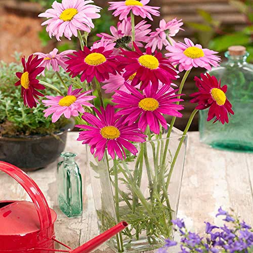 Outsidepride Pyrethrum Tanacetum Chrysanthemum Robinson's Plant Garden Flower Seed Mix - 5000 Seeds