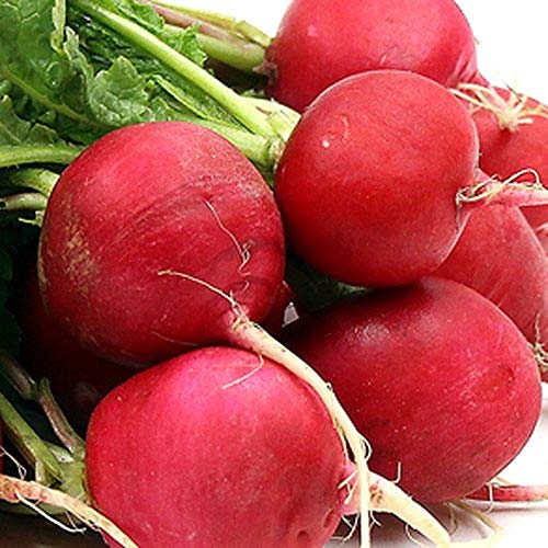 300 German Giant Radish Seeds for Planting Heirloom Non GMO Garden Vegetable Bulk Survival