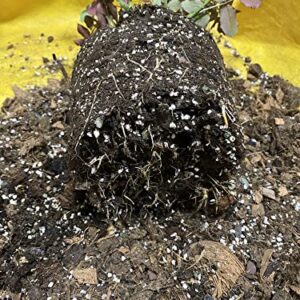 Organic Perlite Horticultural Soil Amendment for Plants and Enhanced Drainage Enhanced Growth (7 Quarts)