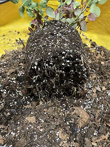 Organic Perlite Horticultural Soil Amendment for Plants and Enhanced Drainage Enhanced Growth (7 Quarts)