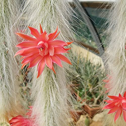 YEGAOL Garden 20Pcs Hildewintera Colademononis Seeds Soft Monkey Tail Cactus Seeds Ornamental Drought Tolerant Non-GMO Outdoor Indoor Potted Bonsai Decor Plant