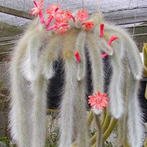 YEGAOL Garden 20Pcs Hildewintera Colademononis Seeds Soft Monkey Tail Cactus Seeds Ornamental Drought Tolerant Non-GMO Outdoor Indoor Potted Bonsai Decor Plant