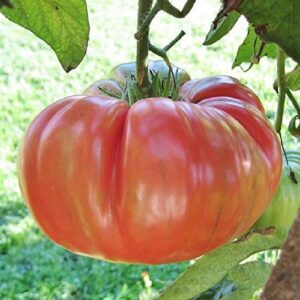david’s garden seeds tomato beefsteak indeterminate brandywine pink 4533 (pink) 25 non-gmo, heirloom seeds