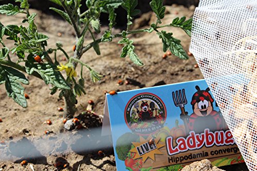 1500 Live Ladybugs - Guaranteed Live Delivery! + Good Bug Nectar