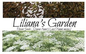 liliana’s garden flower seeds – annual queen anne’s lace – ammi majus – annual