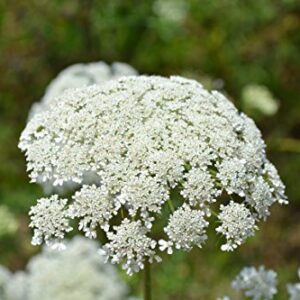 Liliana's Garden Flower Seeds - Annual Queen Anne's Lace - Ammi majus - Annual