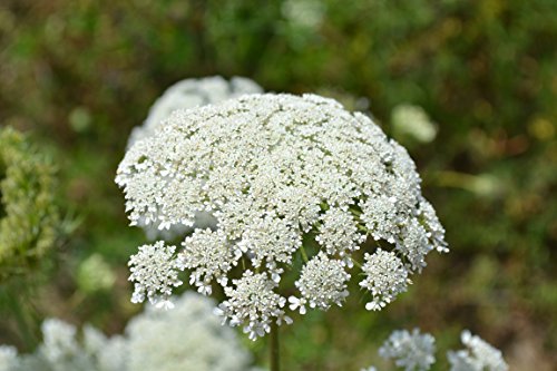 Liliana's Garden Flower Seeds - Annual Queen Anne's Lace - Ammi majus - Annual