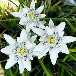 qauzuy garden 100 edelweiss seeds white leontopodium alpinu – edible & attract pollinators – perennial beautiful woody flower – showy houseplant ground lawn cover