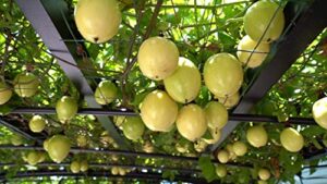 25 yellow passion fruit tree seeds for gardening indoor, ornaments perennial garden simple to grow pot