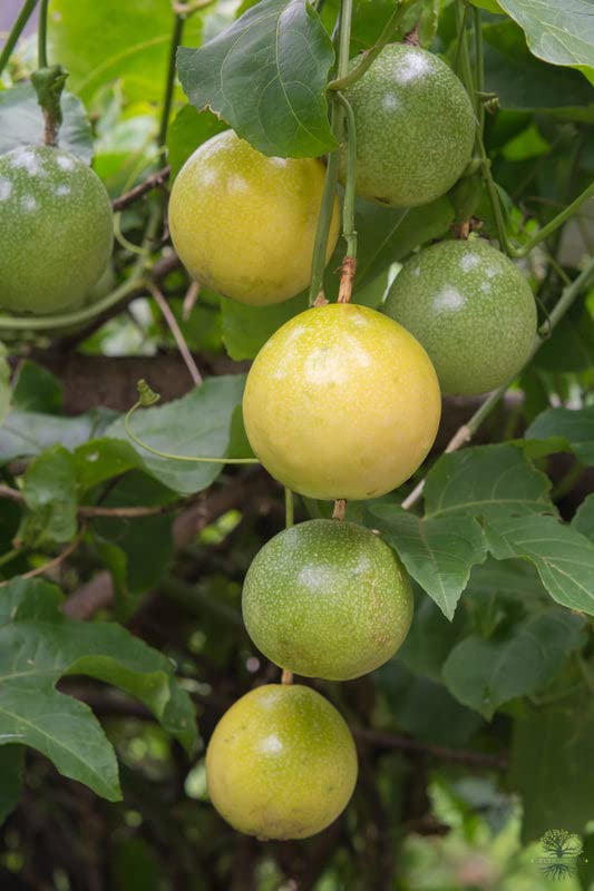 25 Yellow Passion Fruit Tree Seeds for Gardening Indoor, Ornaments Perennial Garden Simple to Grow Pot