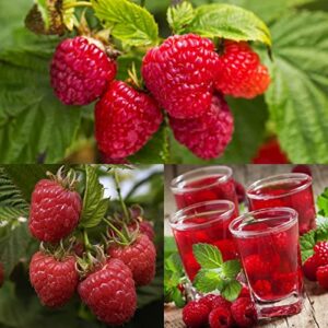 raspberry seeds 550 pcs – planting red fruit seed home garden bonsai
