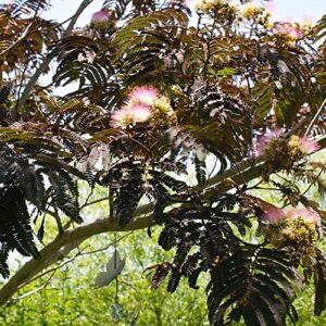 YEGAOL Garden 5Pcs Chocolate Mimosa Seeds Silk Tree Attracts Pollinators Drought Tolerant Fragrant GMO Free Deer Resistant Courtyard Coastal Garden Outdoor City Plant