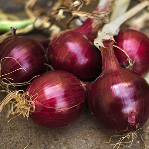 1,000 Red Burgundy Onion Seeds for Planting Short Day Heirloom Non GMO 4 Grams Garden Vegetable Bulk Survival Hominy