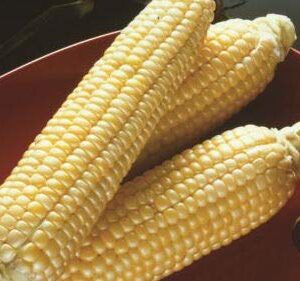 Sugar Buns Sweet Yellow Corn Seeds for Planting, 50+ Heirloom Seeds Per Packet, (Isla's Garden Seeds), Non GMO, 90% Germination Rates, Botanical Name: Zea mays, Great Home Garden Gift