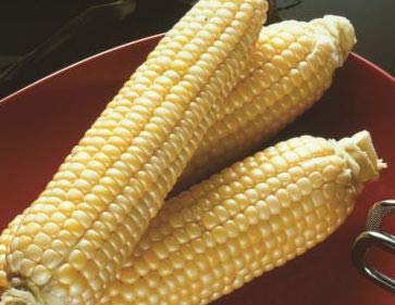 Sugar Buns Sweet Yellow Corn Seeds for Planting, 50+ Heirloom Seeds Per Packet, (Isla's Garden Seeds), Non GMO, 90% Germination Rates, Botanical Name: Zea mays, Great Home Garden Gift