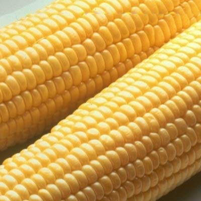 Sugar Buns Sweet Yellow Corn Seeds for Planting, 50+ Heirloom Seeds Per Packet, (Isla's Garden Seeds), Non GMO, 90% Germination Rates, Botanical Name: Zea mays, Great Home Garden Gift