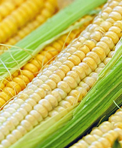 Sugar Buns Sweet Yellow Corn Seeds for Planting, 50+ Heirloom Seeds Per Packet, (Isla's Garden Seeds), Non GMO, 90% Germination Rates, Botanical Name: Zea mays, Great Home Garden Gift