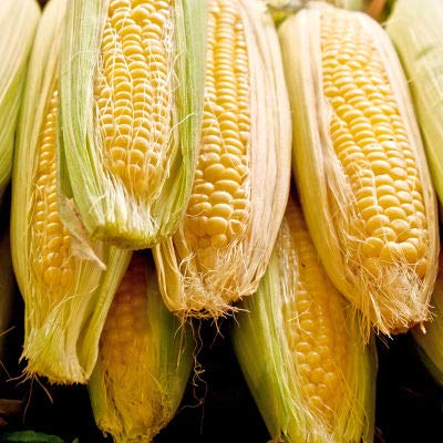 Sugar Buns Sweet Yellow Corn Seeds for Planting, 50+ Heirloom Seeds Per Packet, (Isla's Garden Seeds), Non GMO, 90% Germination Rates, Botanical Name: Zea mays, Great Home Garden Gift