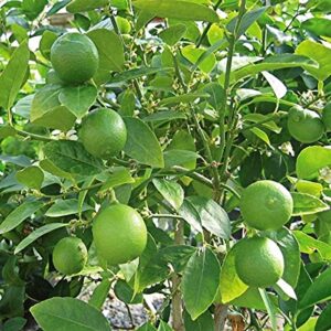 sapodilla gardens persian lime (citrus aurantifolia hybrid) _tree – fruit-plant-no shipping to ca, az, tx, la, ms, al, ga, fl, sc