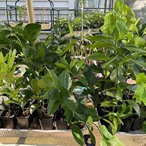 Sapodilla Gardens Persian Lime (Citrus aurantifolia Hybrid) _Tree - Fruit-Plant-No Shipping to CA, AZ, TX, LA, MS, AL, GA, FL, SC