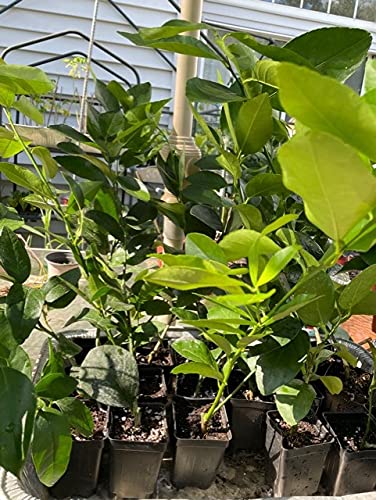 Sapodilla Gardens Persian Lime (Citrus aurantifolia Hybrid) _Tree - Fruit-Plant-No Shipping to CA, AZ, TX, LA, MS, AL, GA, FL, SC