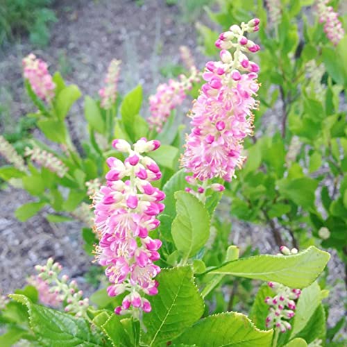 Pink Summersweet Seeds Sweet Pepperbush Low Maintenance Fragrant Attracts Butterflies & Hummingbirds Beds Borders Ponds Streams Rain Gardens Outdoor 20Pcs Deciduous Shrub by YEGAOL Garden