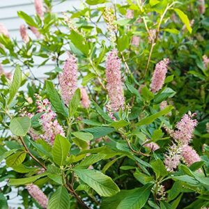 Pink Summersweet Seeds Sweet Pepperbush Low Maintenance Fragrant Attracts Butterflies & Hummingbirds Beds Borders Ponds Streams Rain Gardens Outdoor 20Pcs Deciduous Shrub by YEGAOL Garden