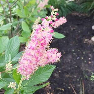 Pink Summersweet Seeds Sweet Pepperbush Low Maintenance Fragrant Attracts Butterflies & Hummingbirds Beds Borders Ponds Streams Rain Gardens Outdoor 20Pcs Deciduous Shrub by YEGAOL Garden