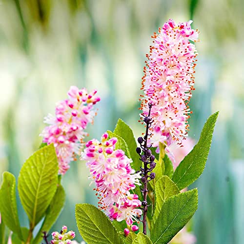 Pink Summersweet Seeds Sweet Pepperbush Low Maintenance Fragrant Attracts Butterflies & Hummingbirds Beds Borders Ponds Streams Rain Gardens Outdoor 20Pcs Deciduous Shrub by YEGAOL Garden