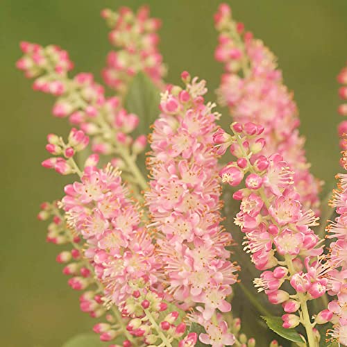 Pink Summersweet Seeds Sweet Pepperbush Low Maintenance Fragrant Attracts Butterflies & Hummingbirds Beds Borders Ponds Streams Rain Gardens Outdoor 20Pcs Deciduous Shrub by YEGAOL Garden