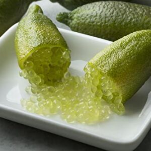 9 Finger Lime Seeds Can Grow in Pot Ornament Garden