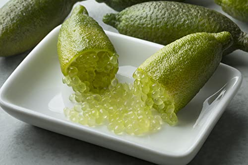 9 Finger Lime Seeds Can Grow in Pot Ornament Garden