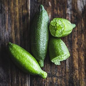 9 Finger Lime Seeds Can Grow in Pot Ornament Garden