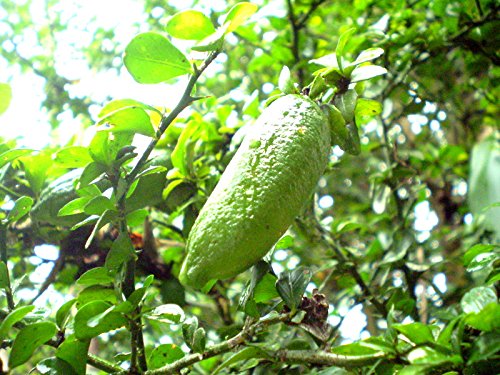 9 Finger Lime Seeds Can Grow in Pot Ornament Garden