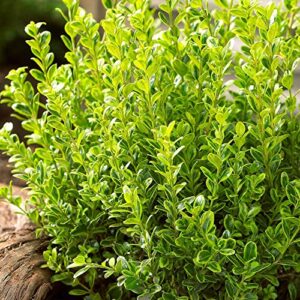 qauzuy garden 20+seeds wintergreen japanese boxwood hedge seeds (buxus microphylla) fast growing hardy cold evergreen topiary bonsai low-maintenance