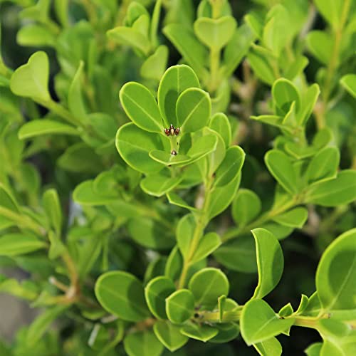 QAUZUY GARDEN 20+Seeds Wintergreen Japanese Boxwood Hedge Seeds (Buxus microphylla) Fast Growing Hardy Cold Evergreen Topiary Bonsai Low-Maintenance