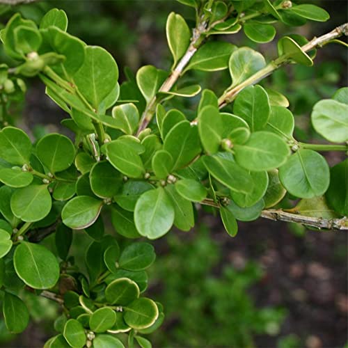 QAUZUY GARDEN 20+Seeds Wintergreen Japanese Boxwood Hedge Seeds (Buxus microphylla) Fast Growing Hardy Cold Evergreen Topiary Bonsai Low-Maintenance