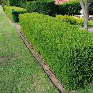 QAUZUY GARDEN 20+Seeds Wintergreen Japanese Boxwood Hedge Seeds (Buxus microphylla) Fast Growing Hardy Cold Evergreen Topiary Bonsai Low-Maintenance