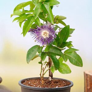 QAUZUY GARDEN Purple Passiflora Incarnata 10 Seeds Maracuja Passion Flower Maypop Non-GMO Fruit Seeds Fragrant Hardy Fast- Growing Low Maintenance