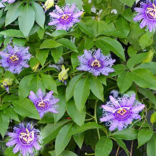 QAUZUY GARDEN Purple Passiflora Incarnata 10 Seeds Maracuja Passion Flower Maypop Non-GMO Fruit Seeds Fragrant Hardy Fast- Growing Low Maintenance