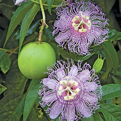 QAUZUY GARDEN Purple Passiflora Incarnata 10 Seeds Maracuja Passion Flower Maypop Non-GMO Fruit Seeds Fragrant Hardy Fast- Growing Low Maintenance