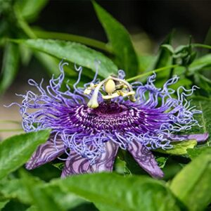 QAUZUY GARDEN Purple Passiflora Incarnata 10 Seeds Maracuja Passion Flower Maypop Non-GMO Fruit Seeds Fragrant Hardy Fast- Growing Low Maintenance