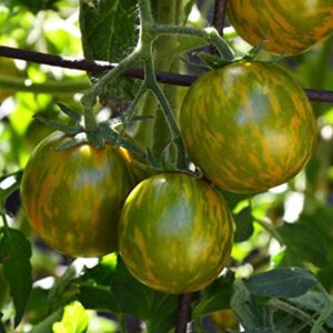 "Green Zebra" Tomato Seeds for Planting, 50+ Heirloom Seeds Per Packet, (Isla's Garden Seeds), Non GMO Seeds, Botanical Name: Solanum lycopersicum, Great Home Garden Gift